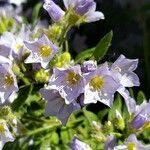 Polemonium californicum flower picture by Ethan Greer (cc-by-sa)