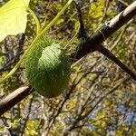 Echinocystis lobata fruit picture by Sahil Kapoor (cc-by-sa)