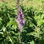 Aconitum septentrionale flower picture by Nathalie B (cc-by-sa)