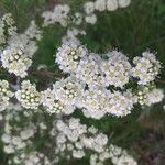 Spiraea trilobata flower picture by михаил (cc-by-sa)