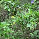 Ficus reflexa habit picture by P. Bonnet (cc-by-sa)