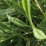 Knautia arvensis leaf picture by Christofer Angé (cc-by-sa)