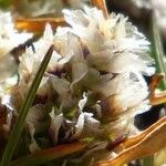 Poa lepidula flower picture by Fabien Anthelme (cc-by-sa)