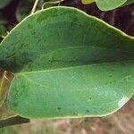 Smilax anceps leaf picture by S. Dufour-Kowalski (cc-by-sa)