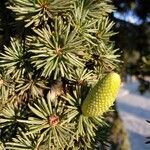 Cedrus libani fruit picture by xrisfiss (cc-by-sa)