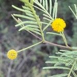 Vachellia aroma flower picture by Trap Hers (cc-by-sa)