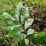 Carya illinoinensis leaf picture by jade johnston (cc-by-sa)