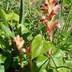 Orobanche teucrii habit picture by Yoan MARTIN (cc-by-sa)