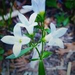 Houstonia longifolia flower picture by Oliver Leich (cc-by-sa)