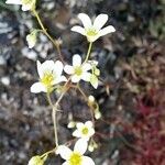 Saxifraga cebennensis flower picture by Philippe Feldmann (cc-by-sa)