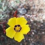 Cistus halimifolius flower picture by Prieta Javier (cc-by-sa)