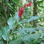 Alpinia purpurata habit picture by Daniel Barthelemy (cc-by-sa)