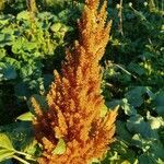 Amaranthus hybridus fruit picture by Mike Opitz (cc-by-sa)