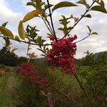 Euonymus europaeus flower picture by JOSE FELIX CREGO NEIRA (cc-by-sa)