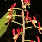 Souroubea sympetala flower picture by Nelson Zamora Villalobos (cc-by-nc)