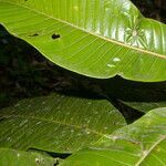 Pouteria silvestris leaf picture by Nelson Zamora Villalobos (cc-by-nc)