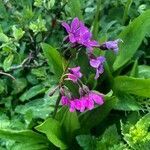 Primula parryi flower picture by Joseph Littlehorn (cc-by-sa)