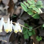 Dicentra cucullaria flower picture by Maarten Vanhove (cc-by-sa)