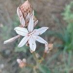 Asphodelus ramosus flower picture by arrabiata Giorgio (cc-by-sa)