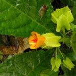 Chrysothemis friedrichsthaliana flower picture by Nelson Zamora Villalobos (cc-by-nc)