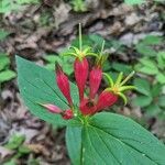 Spigelia marilandica flower picture by Stacie Bailey (cc-by-sa)