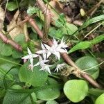 Crassula multicava flower picture by Nikki Taylor (cc-by-sa)