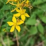 Hypericum hirsutum flower picture by Frank Vohla (cc-by-sa)