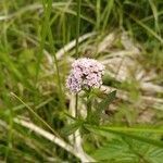 Valeriana dioica flower picture by Victor Schoenfelder (cc-by-sa)