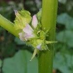 Malva verticillata flower picture by Hübner Roy (cc-by-sa)