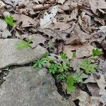 Galium triflorum habit picture by Brandon Bautista (cc-by-sa)