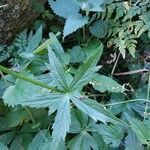 Astrantia minor leaf picture by Juliette Serra (cc-by-sa)