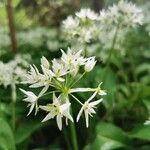 Allium ursinum flower picture by Qt Lucian (cc-by-sa)