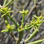 Euphorbia balsamifera flower picture by Sarami (cc-by-sa)