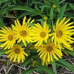 Helianthus grosseserratus flower picture by K O (cc-by-sa)