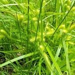 Carex lurida leaf picture by Casey Smith (cc-by-sa)