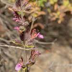 Teucrium divaricatum flower picture by Eleftherios (cc-by-sa)