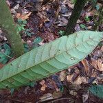 Fusaea longifolia leaf picture by Lisa Moreno (cc-by-sa)