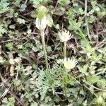 Anemone decapetala habit picture by Trap Hers (cc-by-sa)