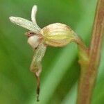 Neottia cordata fruit picture by Yoan MARTIN (cc-by-sa)