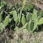 Opuntia megapotamica habit picture by Muzzachiodi Norberto (cc-by-sa)