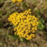 Achillea ageratum flower picture by Ainadilion (cc-by-sa)