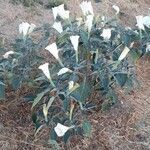 Datura wrightii habit picture by Prieta Javier (cc-by-sa)