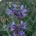 Salvia clevelandii flower picture by James James (cc-by-sa)