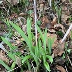 Iris foetidissima leaf picture by Pierre Vinchelin (cc-by-sa)