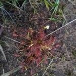 Drosera intermedia flower picture by Patrick Nard (cc-by-sa)