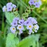 Heliotropium nicotianifolium flower picture by Trap Hers (cc-by-sa)