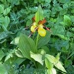 Cypripedium calceolus habit picture by Jacques Zuber (cc-by-sa)