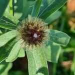 Centaurea nervosa fruit picture by Andrei Contiu (cc-by-sa)