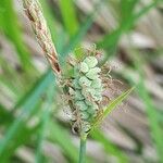 Carex tomentosa fruit picture by jacques maréchal (cc-by-sa)