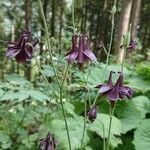 Aquilegia atrata flower picture by Avetrani Paolo (cc-by-sa)